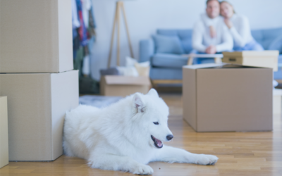 A white dog lays on a hardwood floor in front of a stack of moving boxes.